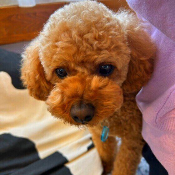 犬の肛門腺絞りは必要？放置するとどうなる？ 犬の肛門腺のお手入れについて獣医師に聞いた いぬのきもち