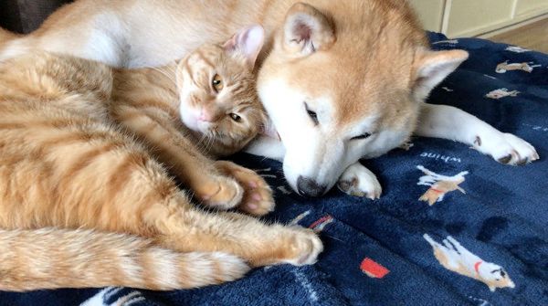 いつも一緒にいたい柴犬と茶トラ猫