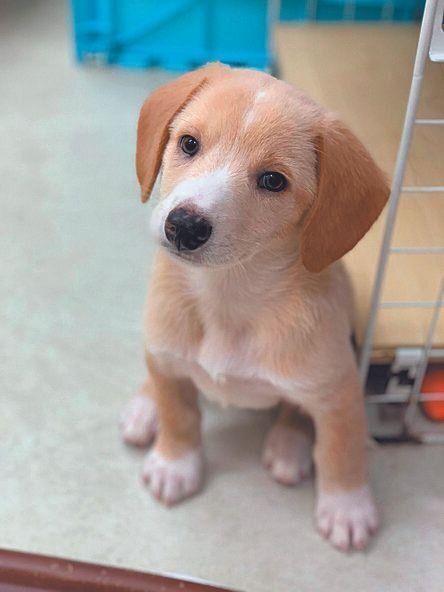 保護された頃のコールくん