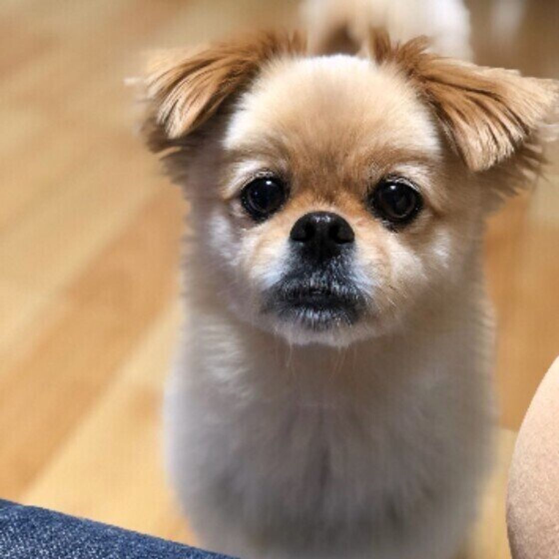 犬のしぐさ で好きなものを飼い主に調査 おなかゴロン 前足ちょいちょい を抑えて第1位は いぬのきもちweb Magazine 犬のしぐさ で好きなものを飼い主に調査 おなかゴロン 前足ちょいちょい を抑えて第1位は いぬのきもちweb Magazine