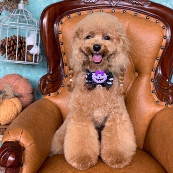 トイ・プードルのくるみちゃん