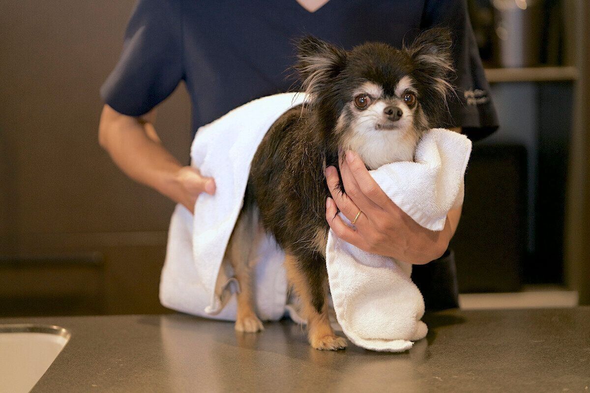 ReFa ファインバブルシリーズ　ReFa ファインバブル　犬　愛犬　シャワーヘッド　スキンケア発想