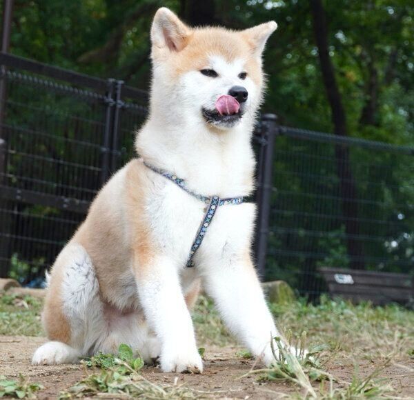 舌を出すケンくん