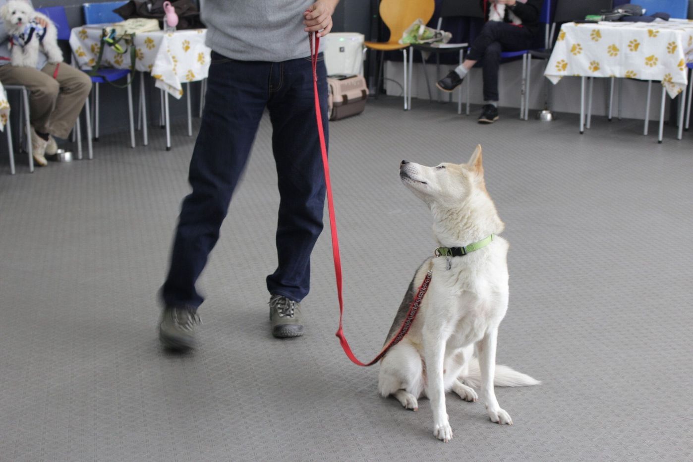 アイコンタクトがよくできる犬は 飼い主さんのストーカーになりやすい 連載 西川文二の 犬ってホントは Vol 105 いぬのきもちweb Magazine アイコンタクトがよくできる犬は 飼い主さんのストーカーになりやすい 連載 西川文二の 犬ってホントは Vol 105 いぬのきもちweb Magazine