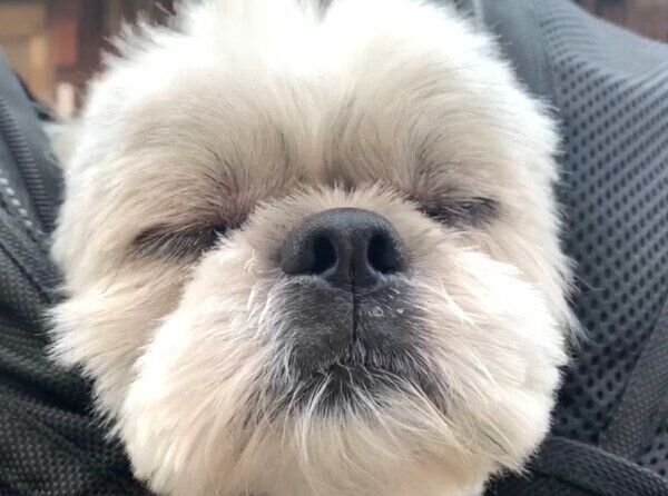 目を閉じるてんぽくん