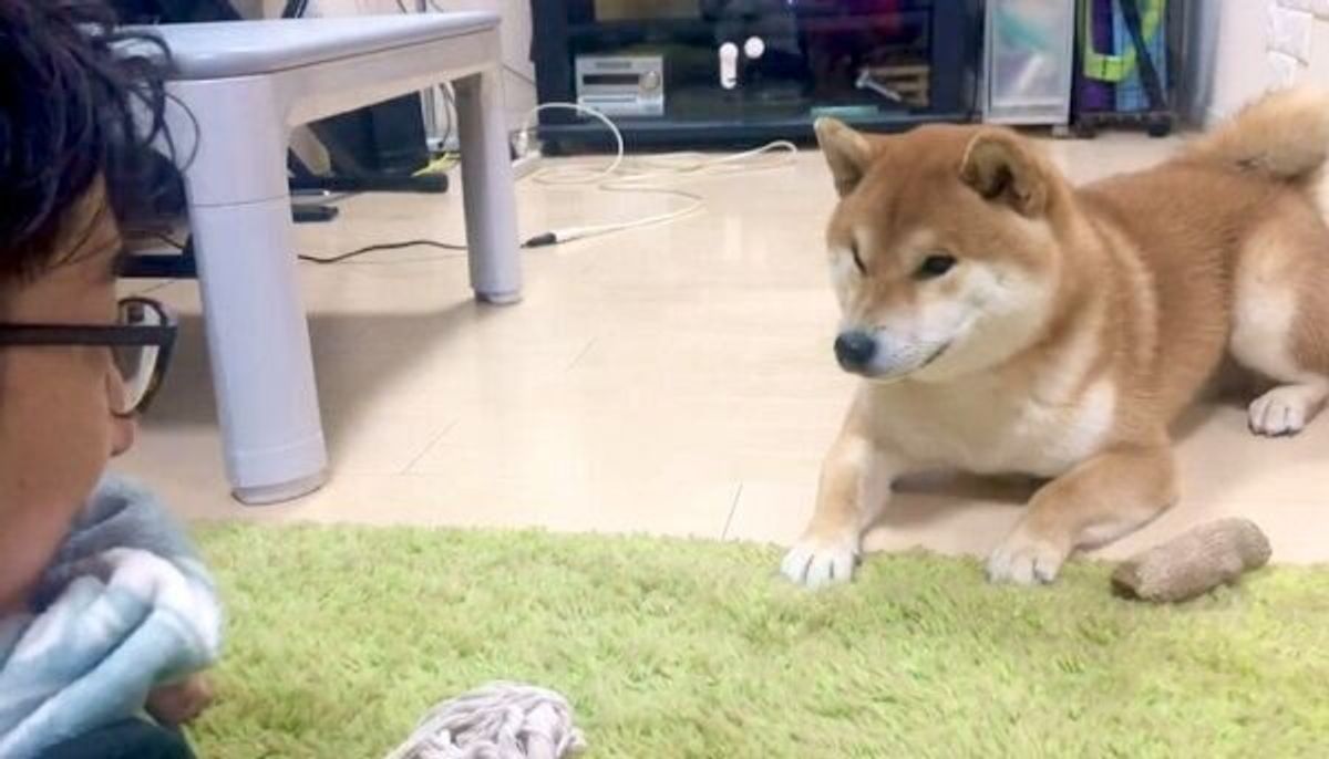 ニャー を習得 パパの真似をして 鳴き声をマスターした犬の賢さに驚き いぬのきもちweb Magazine ニャー を習得 パパの真似をして 鳴き声をマスターした犬の賢さに驚き いぬのきもちweb Magazine