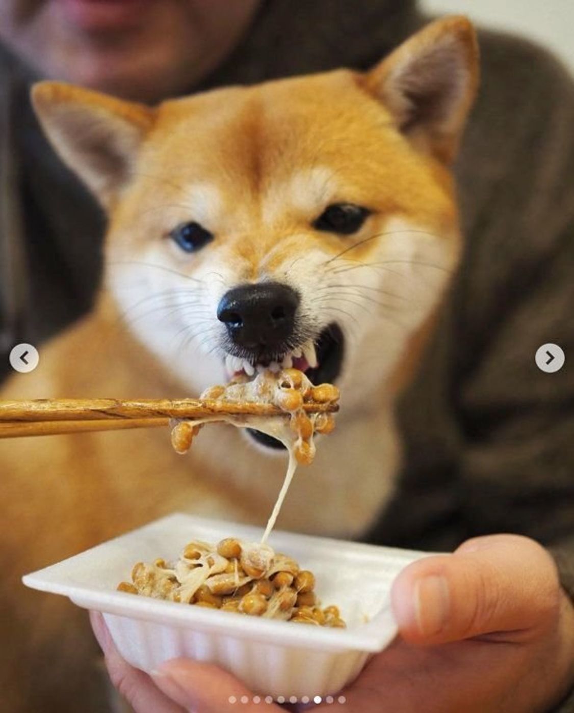 納豆 犬