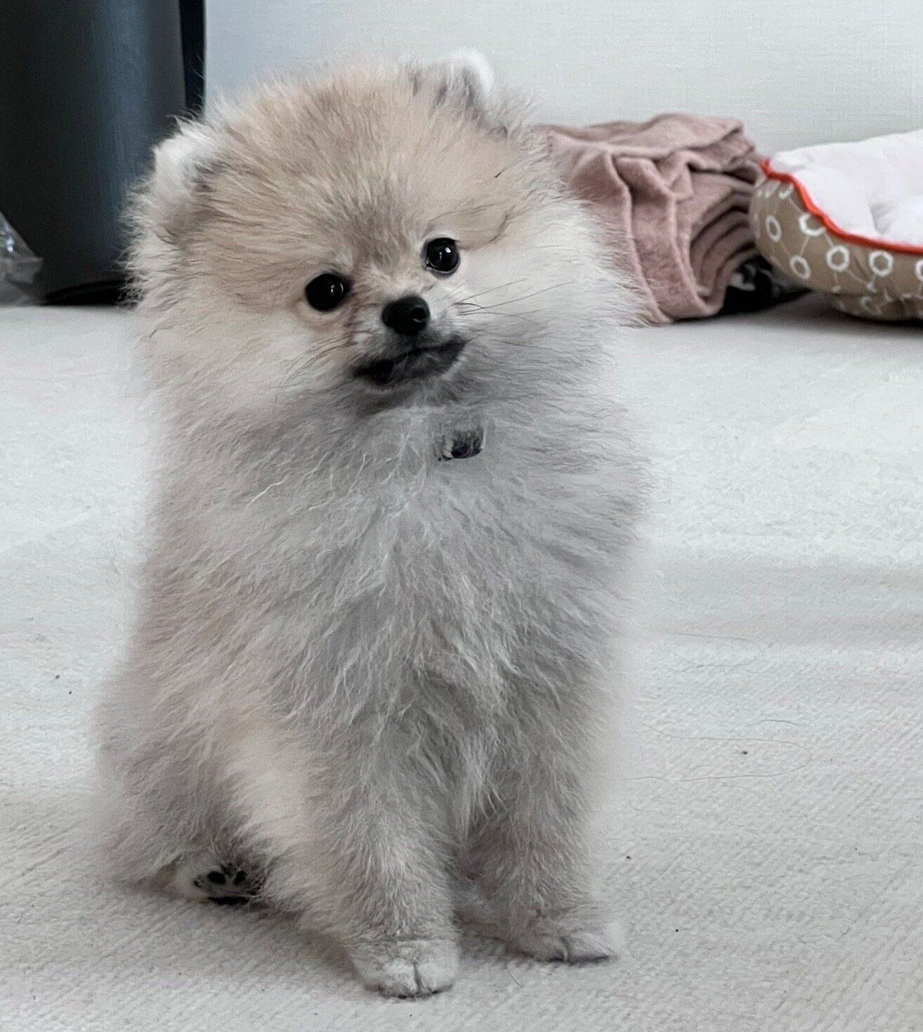 見つめるほたてくん