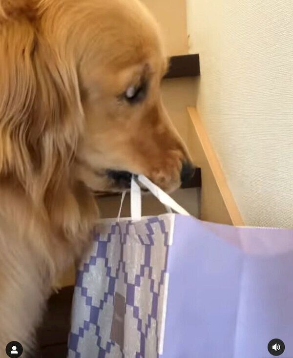 2階にお土産を運ぶコメちゃん