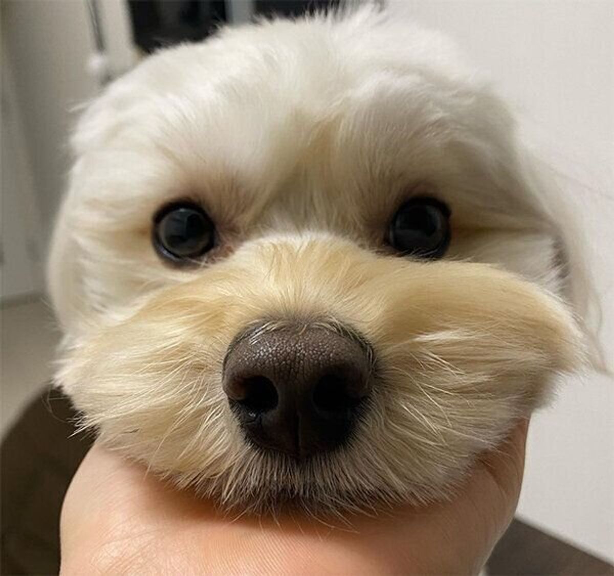 もふもふの犬をトリミングしたら 別犬のようなイケワンに ビフォー アフターにほっこり いぬのきもちweb Magazine もふもふの犬をトリミングしたら 別犬のようなイケワンに ビフォー アフターにほっこり いぬのきもちweb Magazine