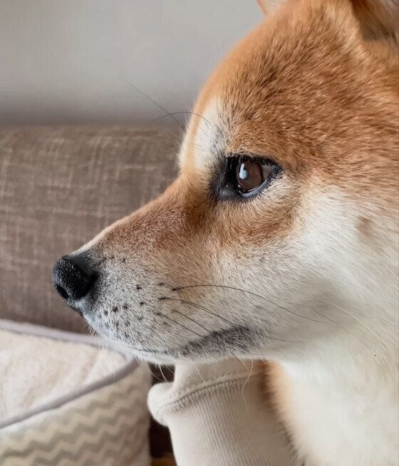飼い主さんに甘えるもずくくん