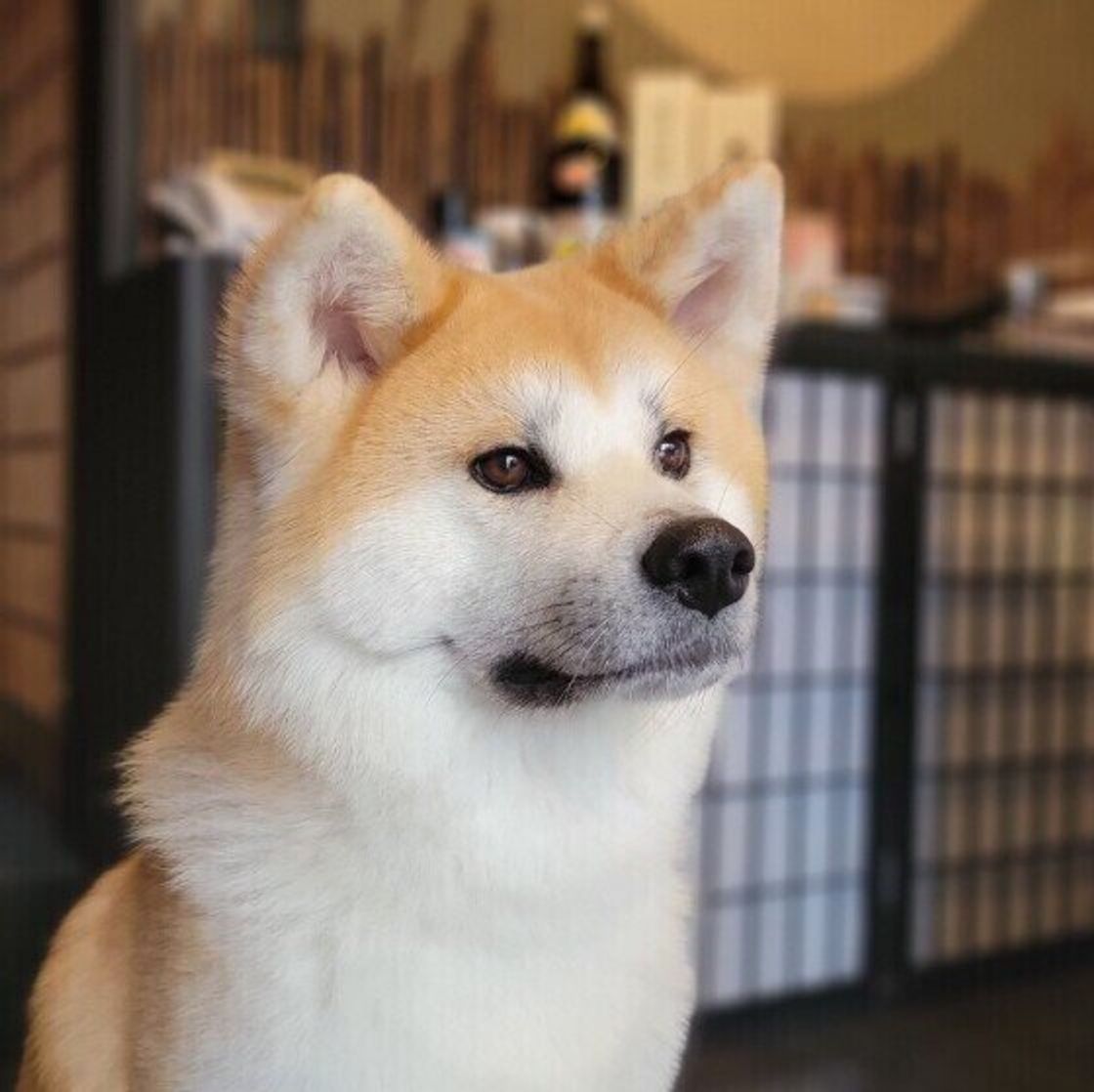 調査 それはやめて と冷や汗も 犬がなぜか好む ちょっと変わったもの いぬのきもちweb Magazine 調査 それはやめて と冷や汗も 犬がなぜか好む ちょっと変わったもの いぬのきもちweb Magazine