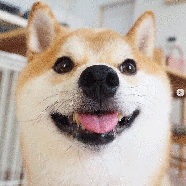 微笑むこてつくん