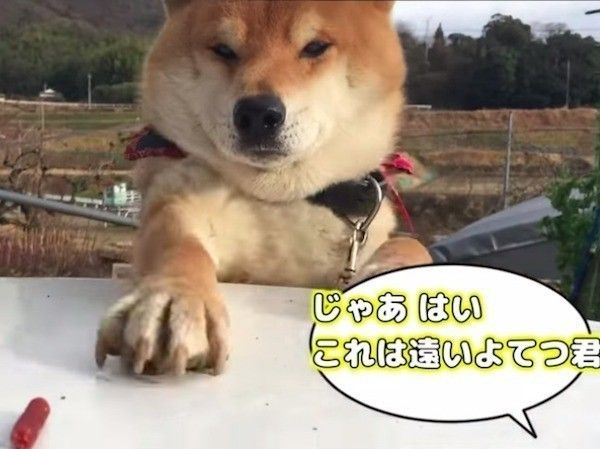 おやつが取れないワンコ