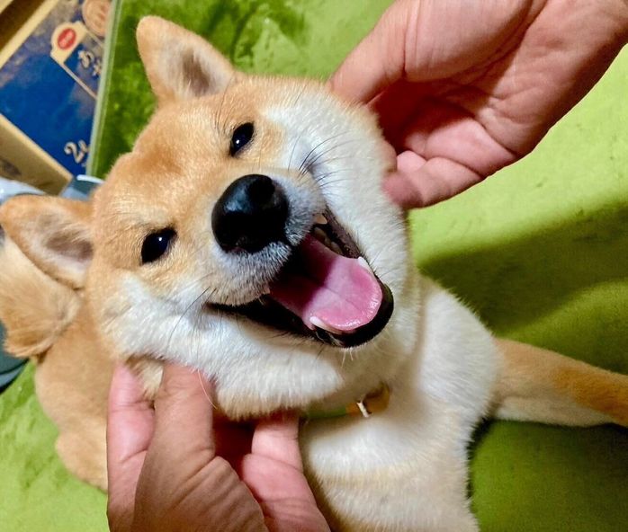 嬉しそうなゴンくん