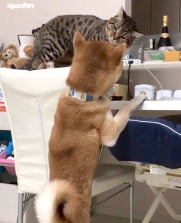 猫に冷たい対応をされる柴犬