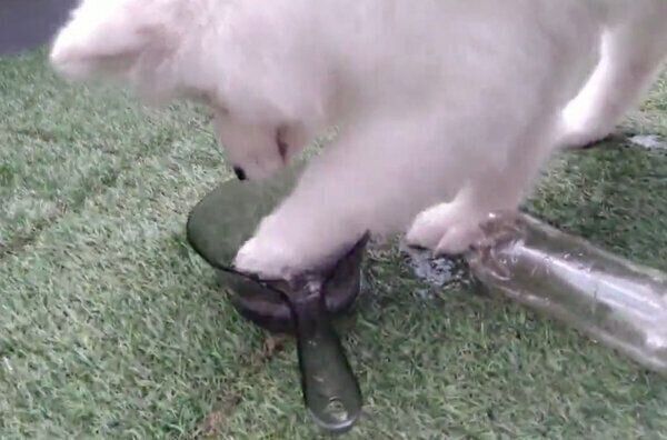 水遊びを始めるこゆきちゃん