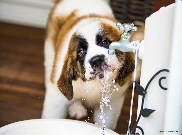 子犬のセントバーナードが水を飲む