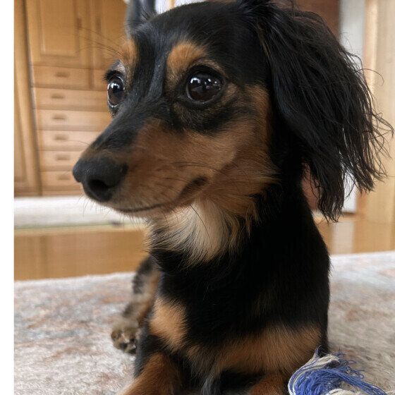 ミニチュア・ダックスフンド　警戒心かなり強め