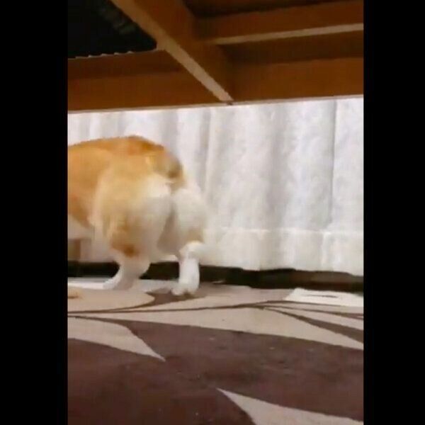 スリッパをくわえて逃げるむぎちゃん