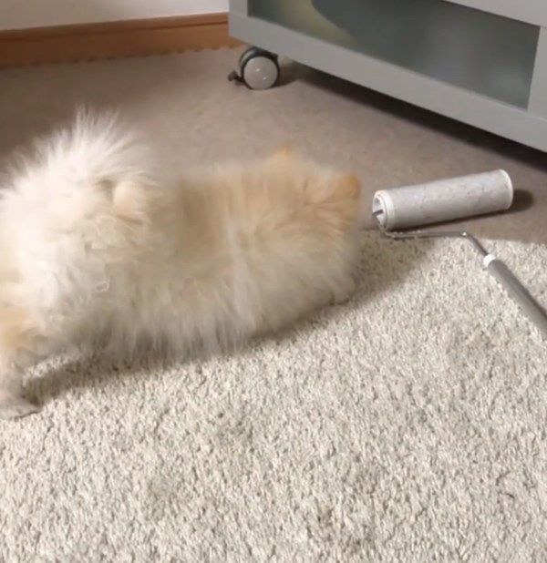 あるモノを見ると態度が豹変するポメラニアン