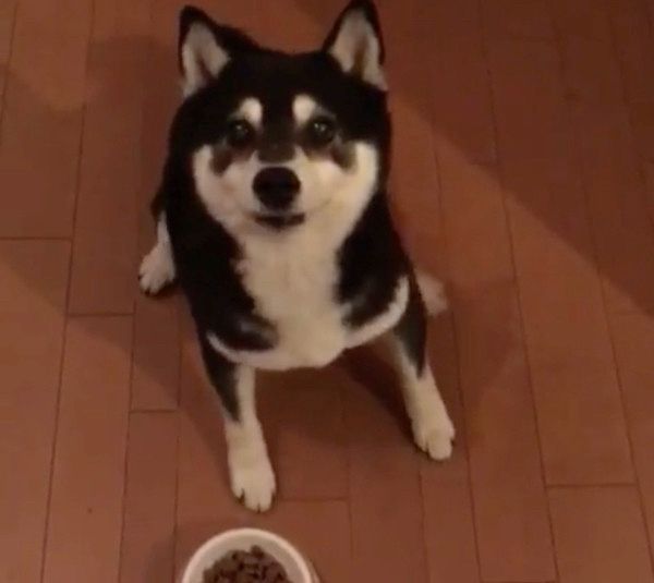 ごはんが待ちきれない柴犬