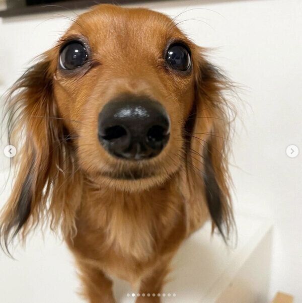 見つめるにこちゃん