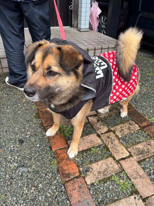 お散歩前の犬 4才