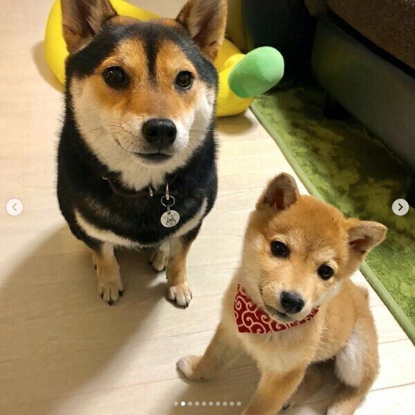 オスワリするごまちゃん、つくねちゃん