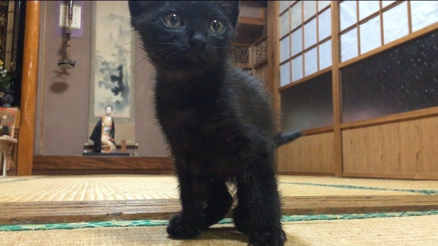 黒猫 天 を迎えた日 柴犬ももの待つ家路を急いで 連載 柴犬ももと猫たち Vol 6 いぬのきもちweb Magazine 黒猫 天 を迎えた日 柴犬ももの待つ家路を急いで 連載 柴犬ももと猫たち Vol 6 いぬのきもちweb Magazine