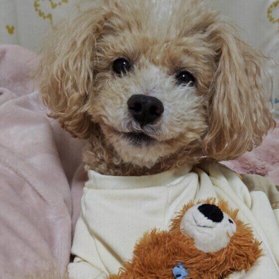 犬がくわえたおもちゃをブンブン振り回す・唸る理由は？ いぬのきもち