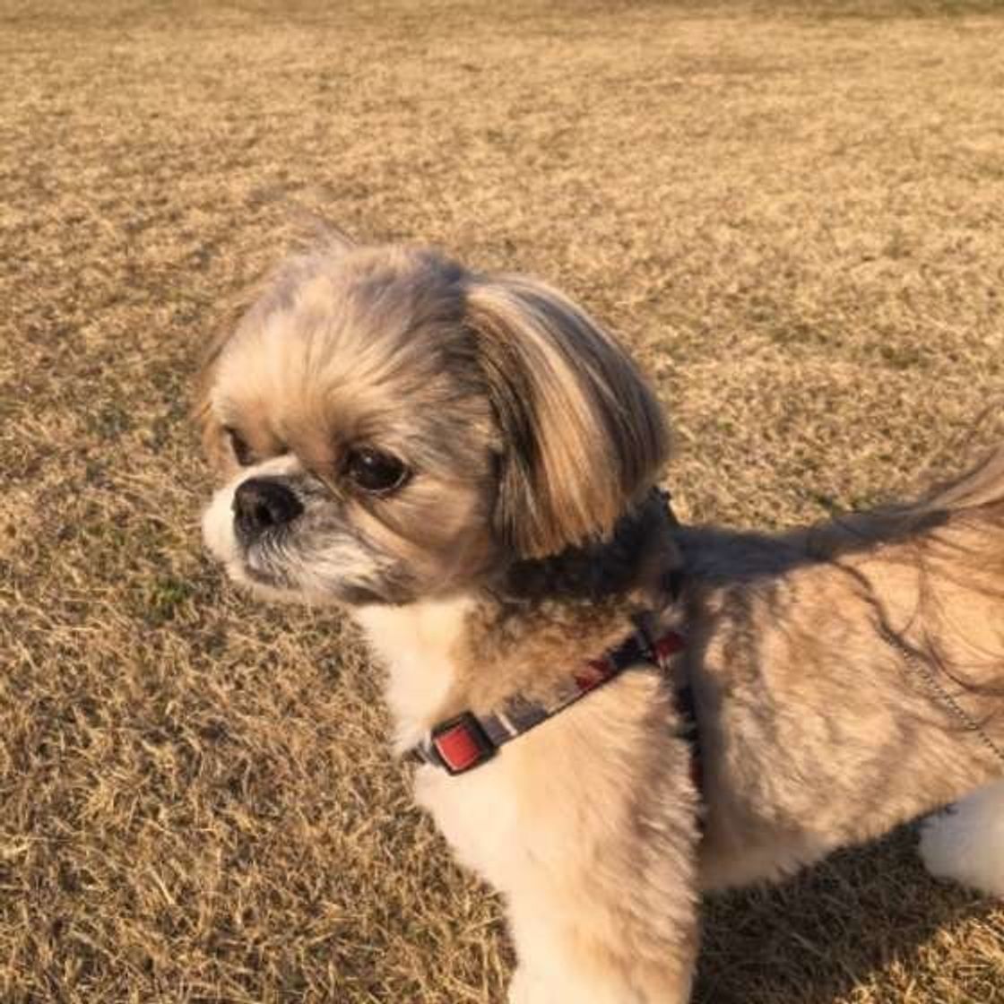 飼い主の前を歩かせるのはng 犬と飼い主の上下関係 ウソ ホント いぬのきもちweb Magazine 飼い主の前を歩かせるのはng 犬と飼い主の上下関係 ウソ ホント いぬのきもちweb Magazine