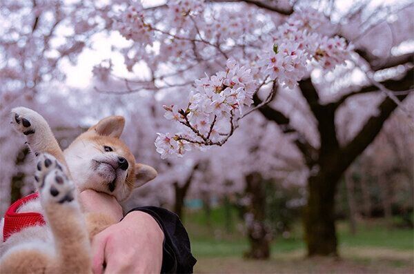 桜を見る唯ちゃん