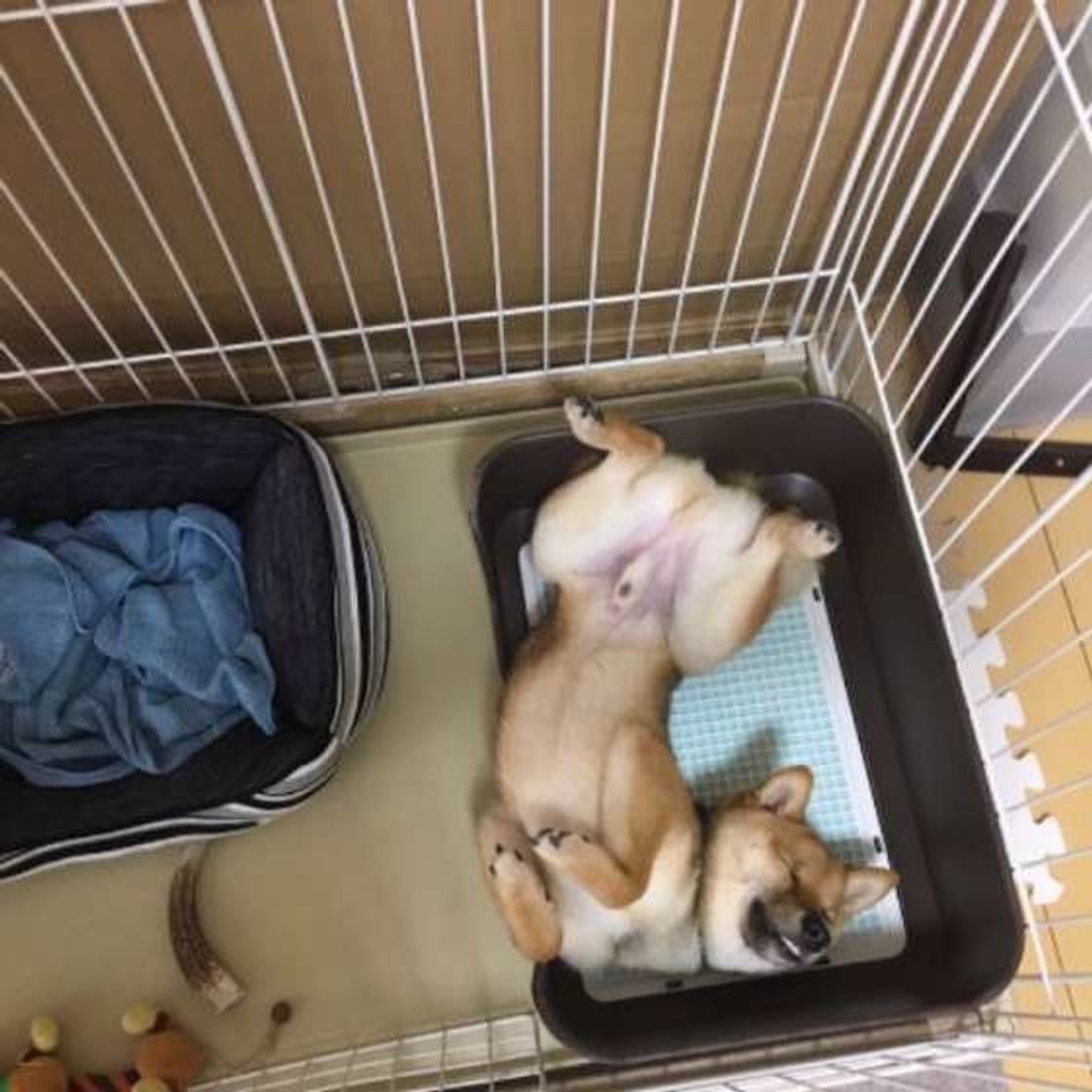 うちの犬だけじゃなかった 犬のオシッコ前後のクセを大調査 いぬのきもちweb Magazine うちの犬だけじゃなかった 犬のオシッコ前後のクセを大調査 いぬのきもちweb Magazine