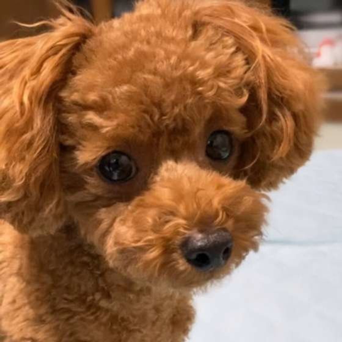 冬は膀胱炎になりやすい まずいつもの愛犬のオシッコの色を知っておこう いぬのきもちweb Magazine 冬は膀胱炎になりやすい まずいつもの愛犬のオシッコの色を知っておこう いぬのきもちweb Magazine