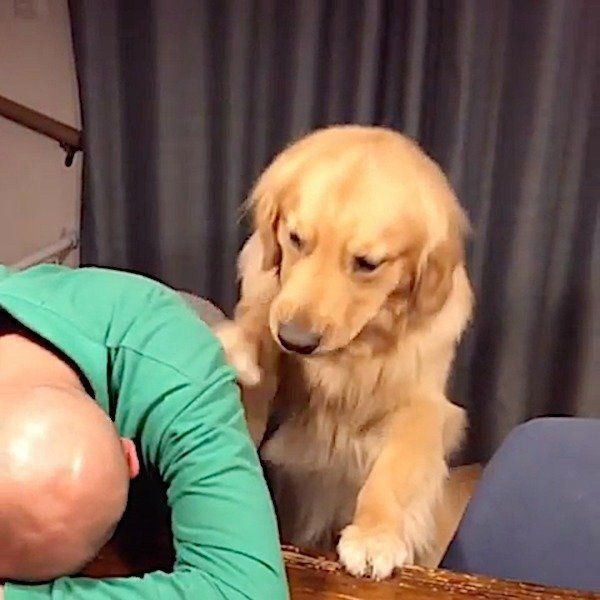 おとーさんを起こしたいゴールデン・レトリーバー