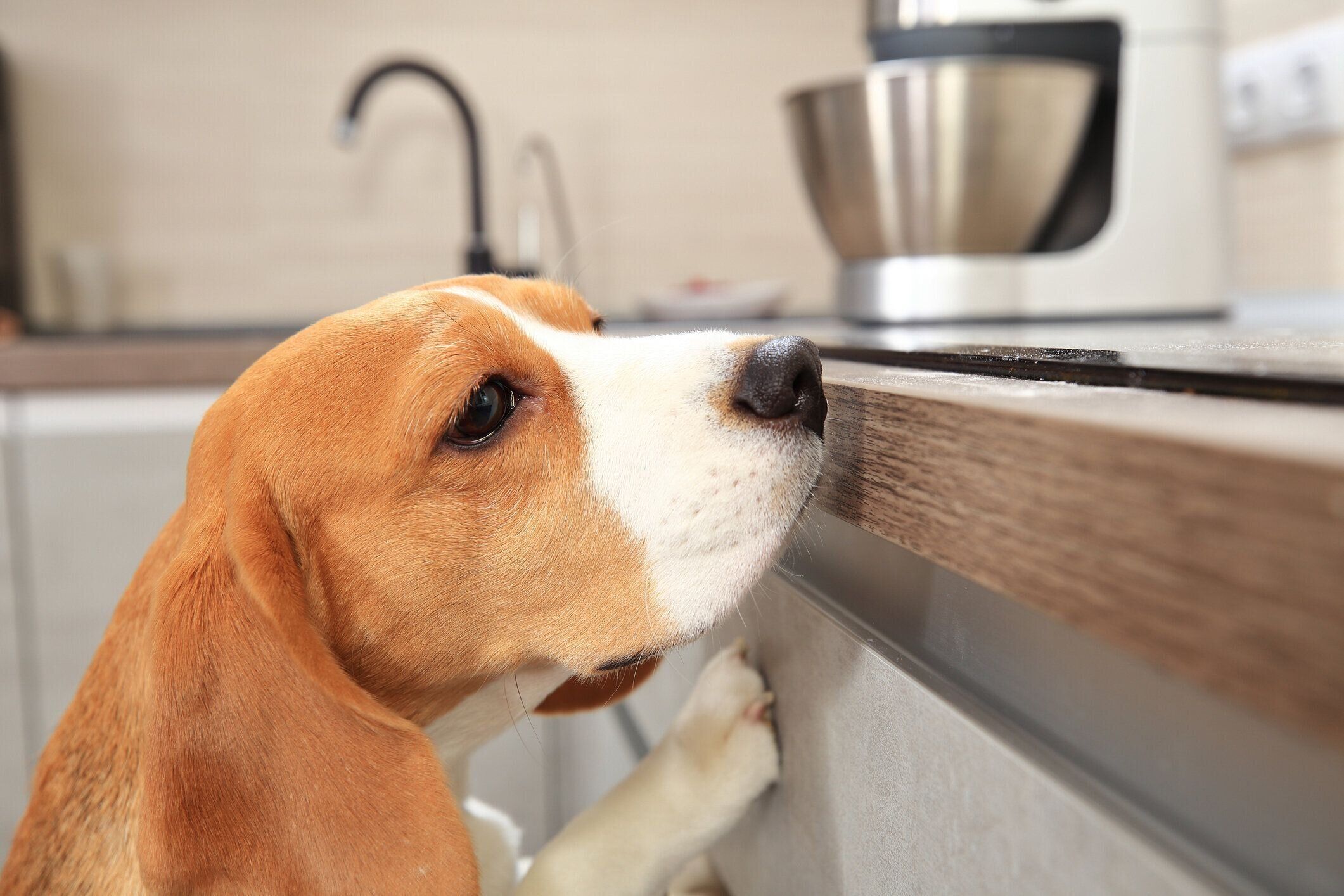 キッチンカウンターを見る犬