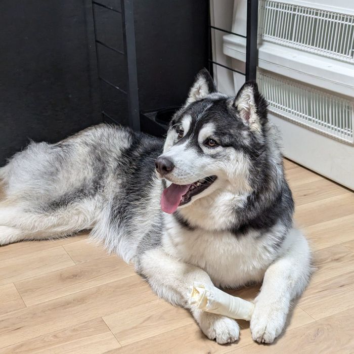 前足でガムを持つ爽くん