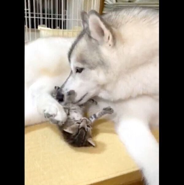 子猫を優しく見守るユキちゃん