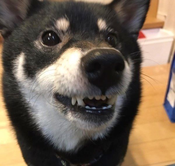 怒った顔がすごい黒柴