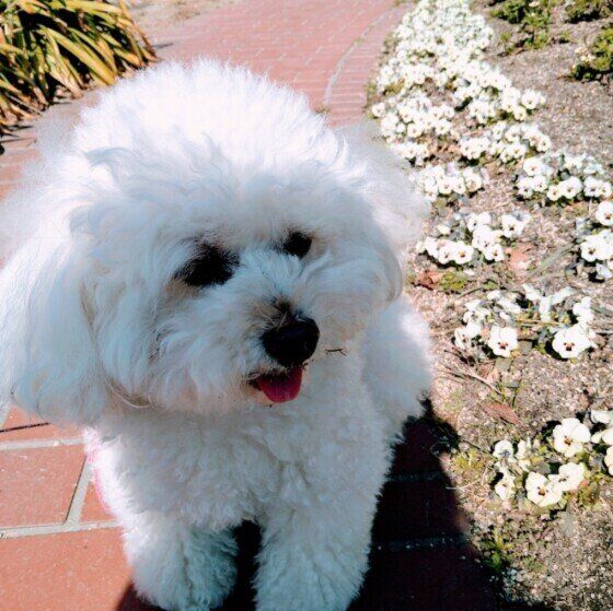 花壇とトイ・プードル