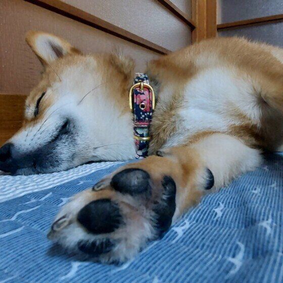 犬が自分の爪をガリガリ噛むのはなぜ？ 原因と対処法を獣医師に聞いた いぬのきもち