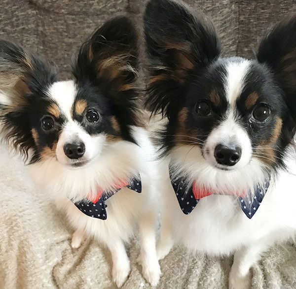 オシャレするパピヨン