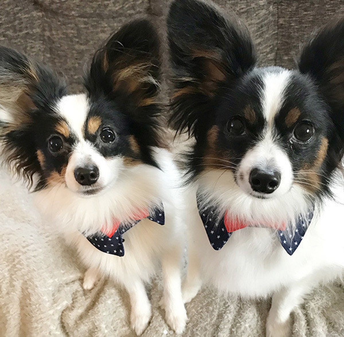 犬好き必見 ダイソーで見つけたワンコグッズが欲しくなるかわいさ いぬのきもちweb Magazine 犬好き必見 ダイソーで見つけたワンコグッズが欲しくなるかわいさ いぬのきもちweb Magazine