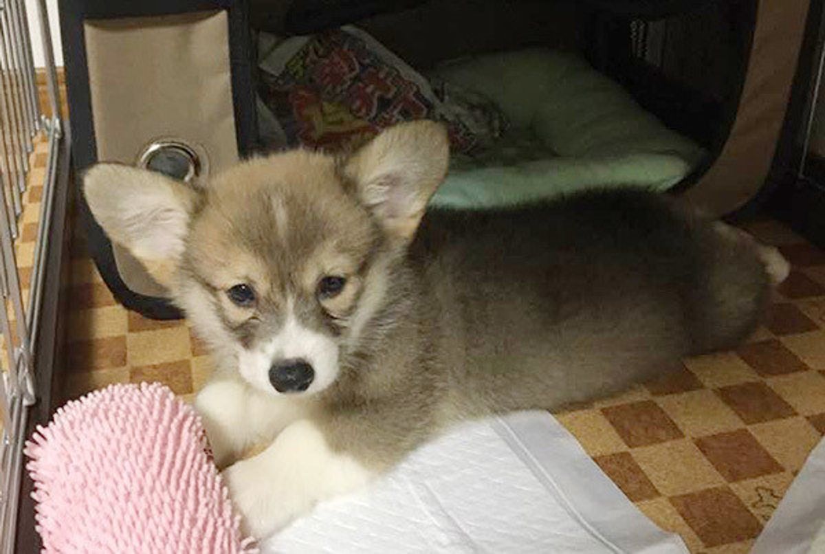 部屋の中を猛ダッシュ 突然の大はしゃぎ 犬の 興奮 のナゼ いぬのきもちweb Magazine 部屋の中を猛ダッシュ 突然の大はしゃぎ 犬の 興奮 のナゼ いぬのきもちweb Magazine