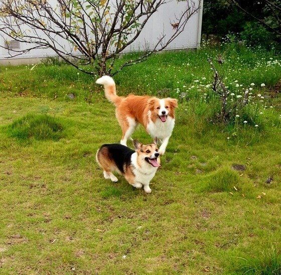 ボーダーコリーとコーギー