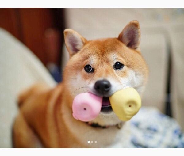 ボールをくわえるきなこちゃん