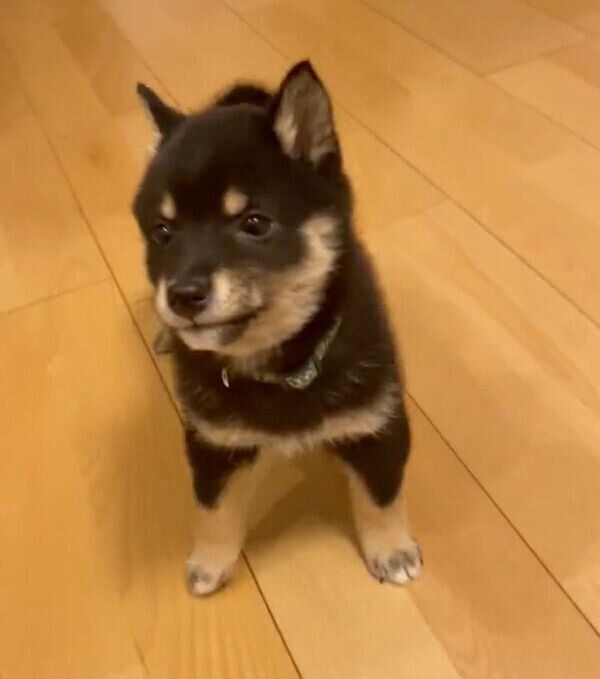 「フセ」をするときに後ずさりしてしまうごまちゃん