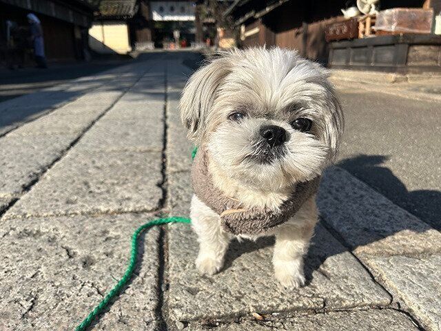 シーズー犬マンガてんぽshihtzu