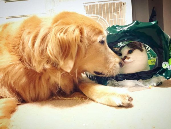 ゴールデン・レトリーバーの小麦ちゃんと猫の豆ちゃん